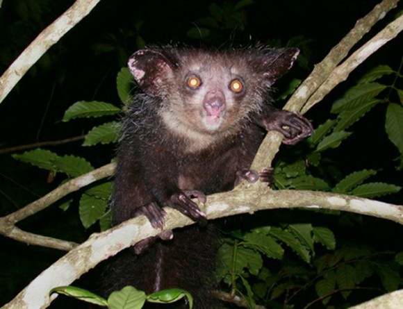 Aye-Aye. Los Aye-aye viven en Madagascar. Actualmente el animal está en peligro no sólo por la destrucción masiva de los bosques en los que vive, sino también por los prejuicios de los residentes locales