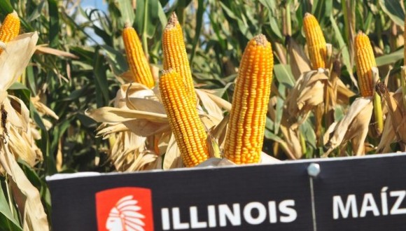 Illinois maiz